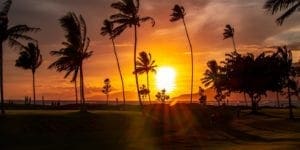 Hawaii Palm Trees Swaying