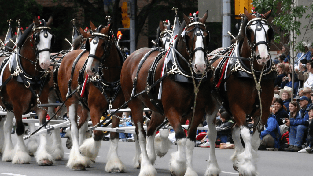 perform at a bowl game clydesdales