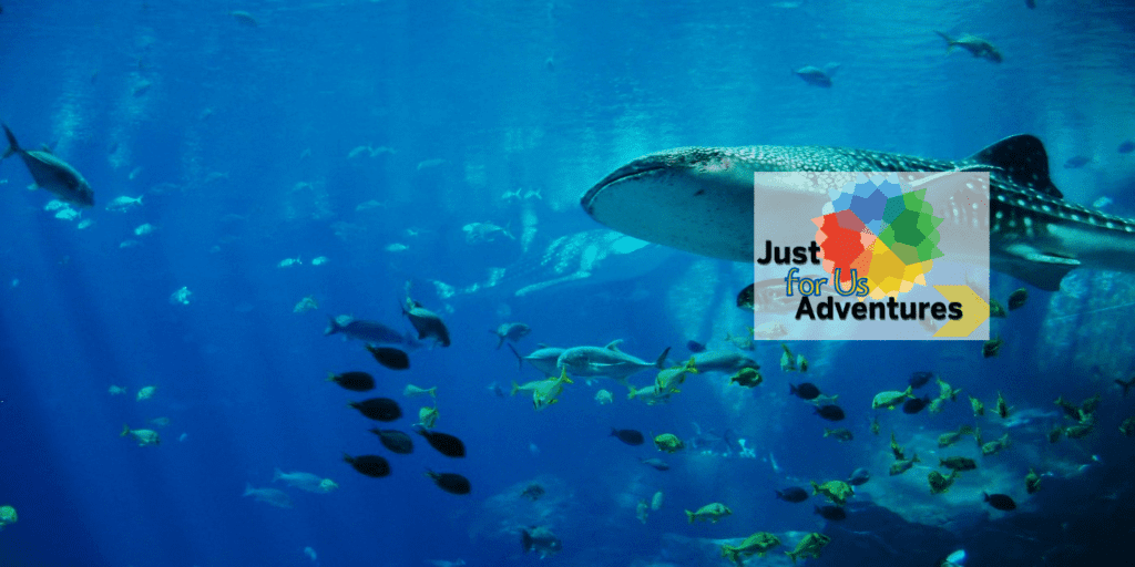 Atlanta Aquarium Whale Shark Just for us Adventures
