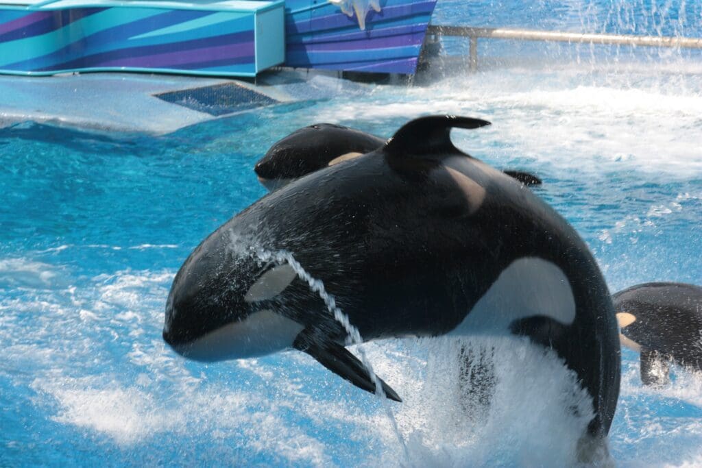 Sea World Orlando
