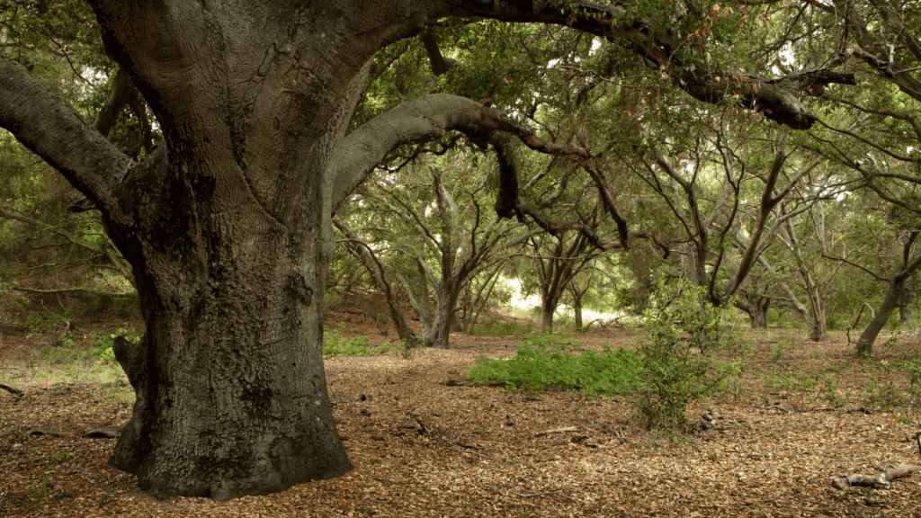 Oak