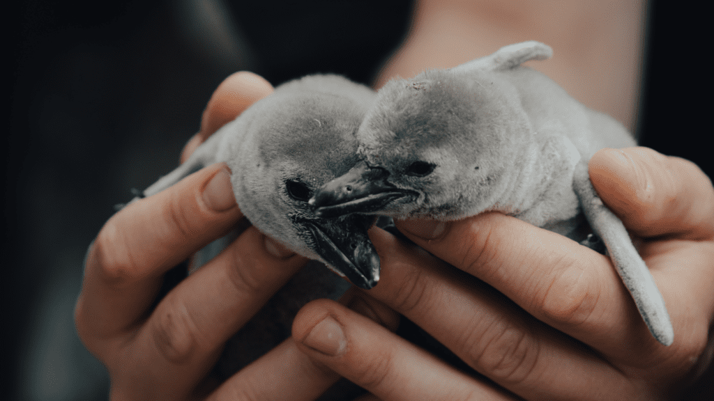 baby penguins