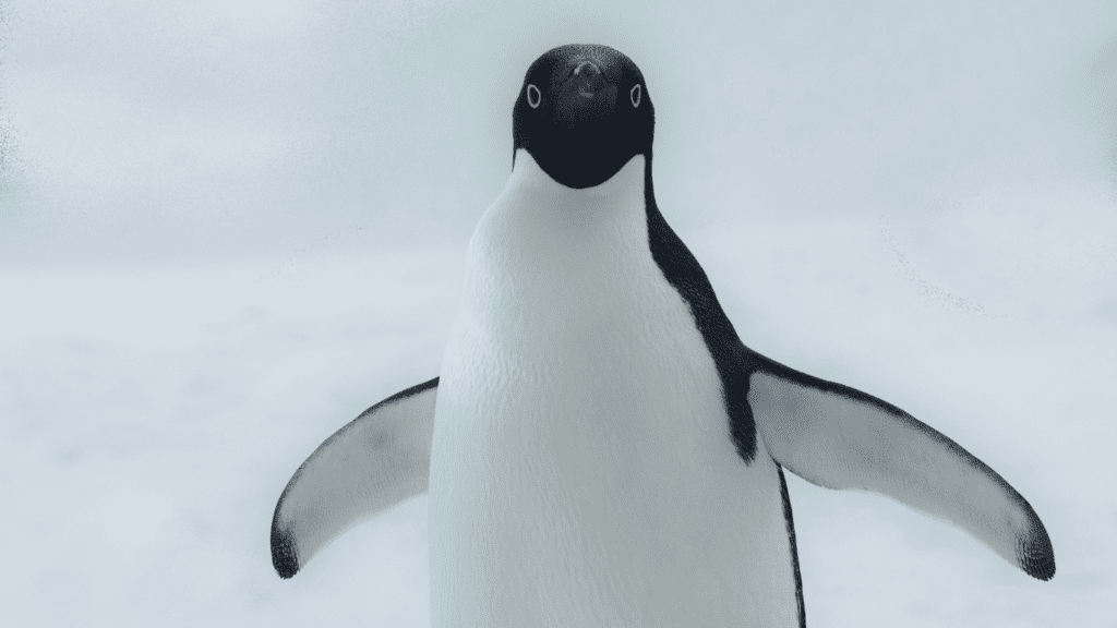 Penguin