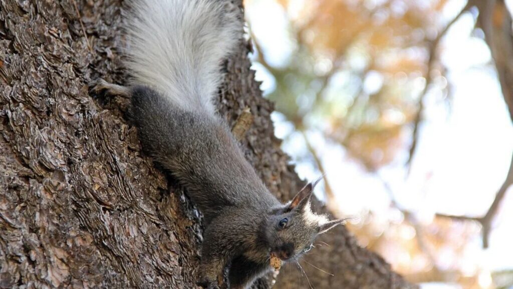 squirrel on a tree in the Grand Canyon