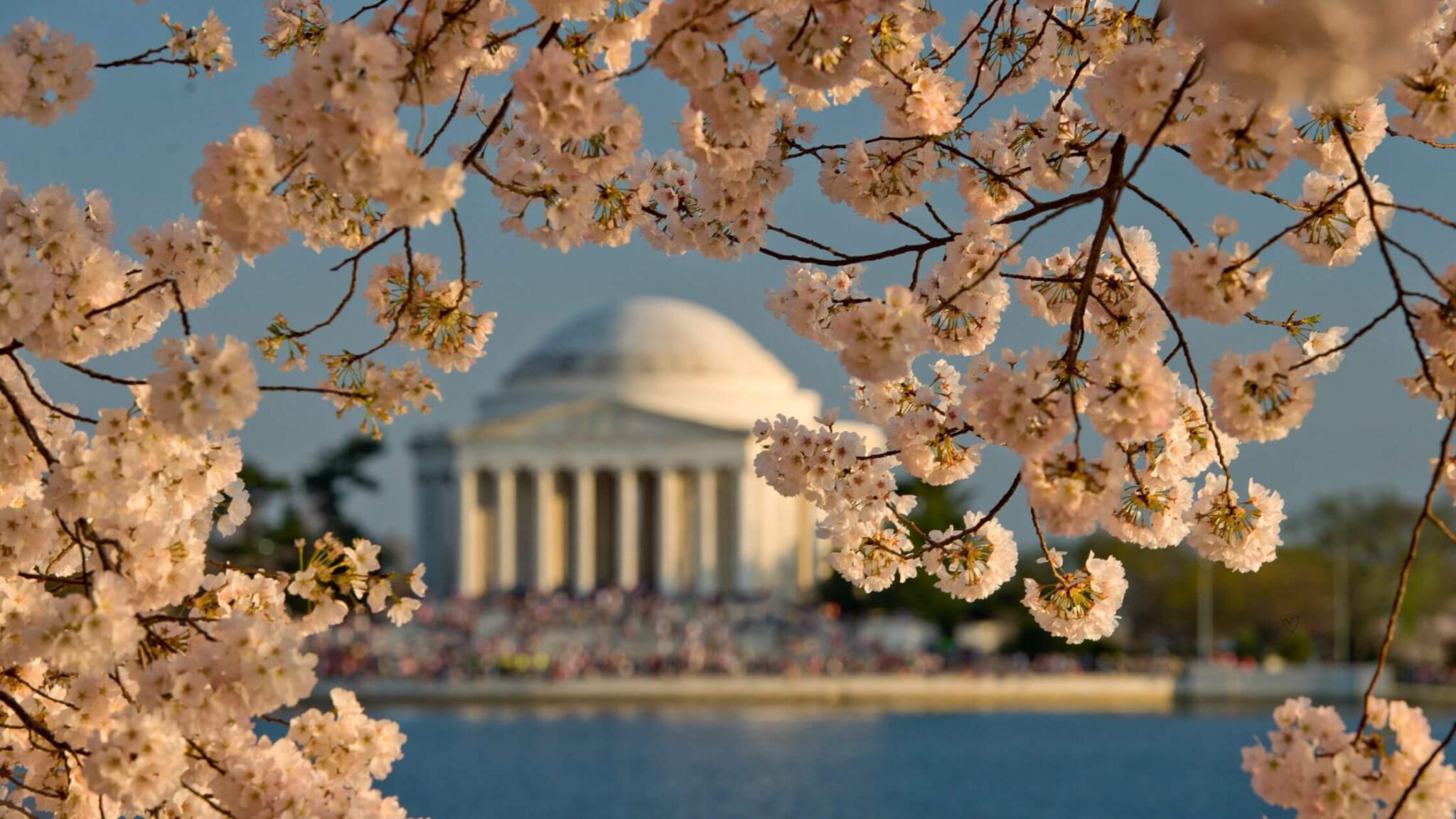 white-domed Jefferson Memorial as seen through a filter of pink cherry blossoms and water