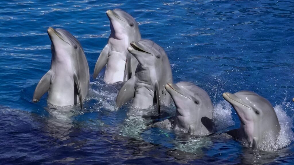 school of dolphins upright in clear blue water