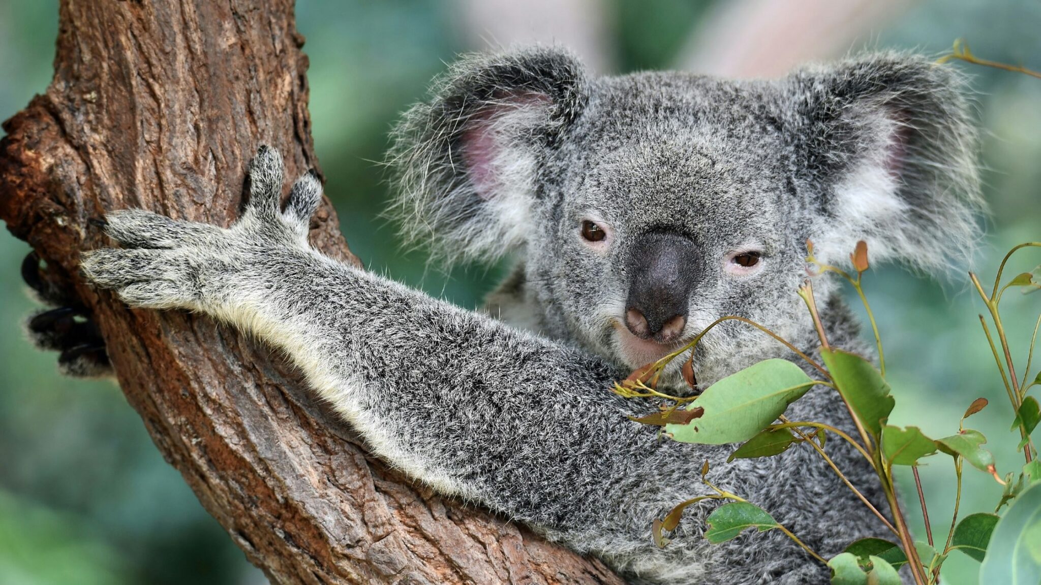 close up of koala in a tree